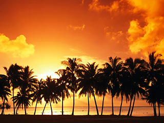 wall_Nature_Sundown_Sundown_and_palms_.jpg