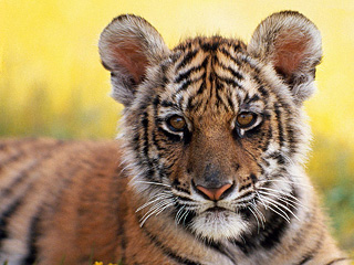 wall_tiger-1600.jpg